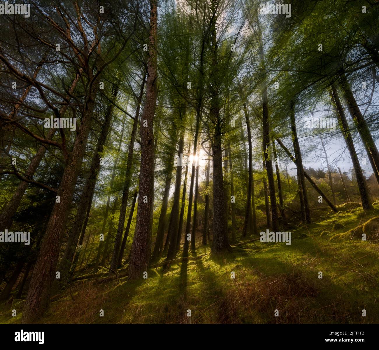 Bosque de Thirlmere, Distrito de los Lagos, Cumbria, Reino Unido. Foto de stock