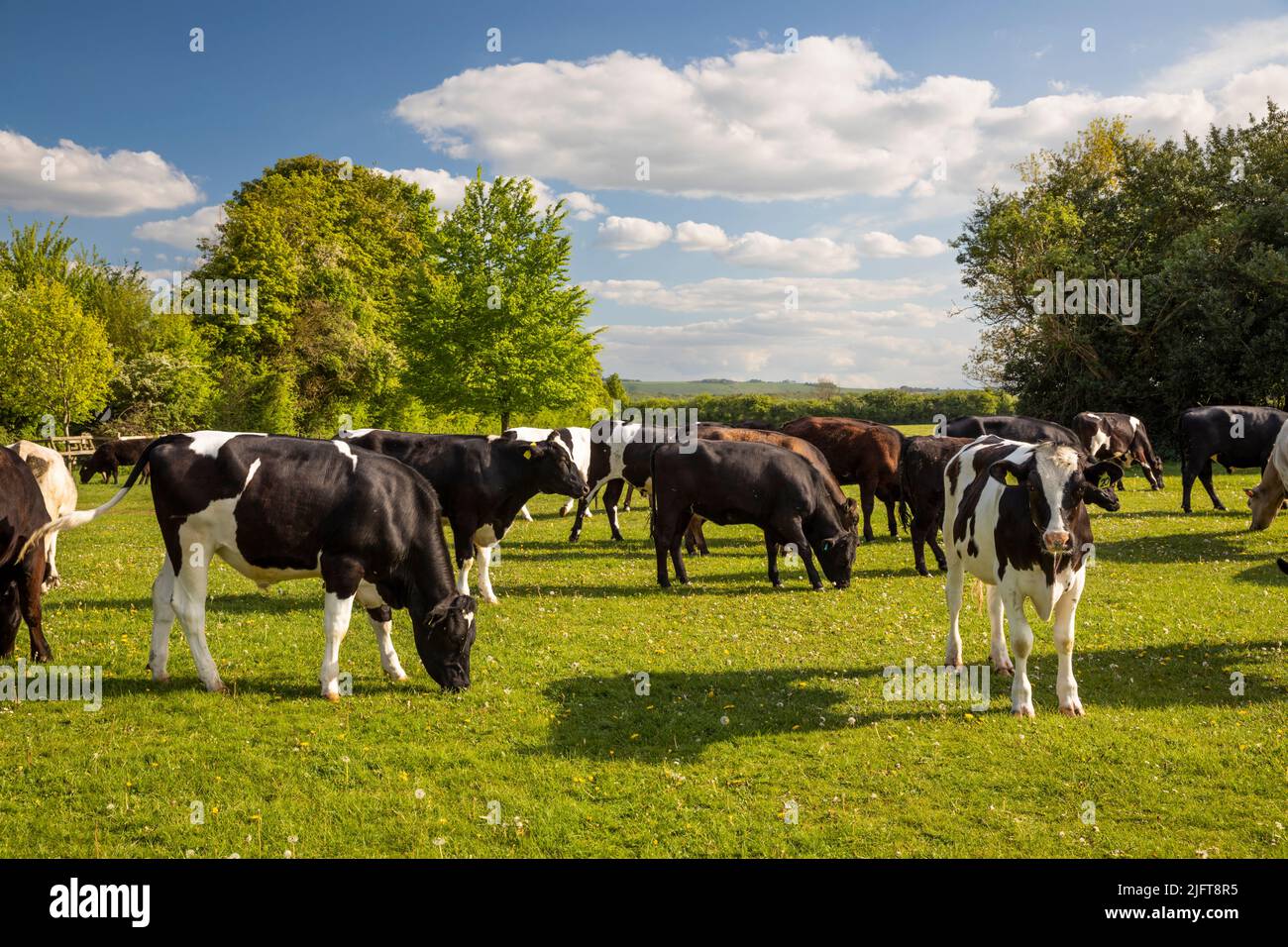 Vacas en Hungerford Common, Hungerford, Berkshire, Inglaterra, Reino Unido, Europa Foto de stock