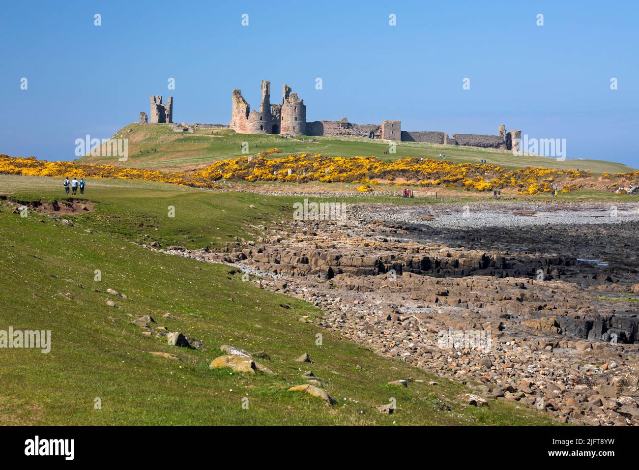 Castillo de Dunstanburgh con gorse amarillo, cerca de Craster, Northumberland, Inglaterra, Reino Unido, Europa Foto de stock