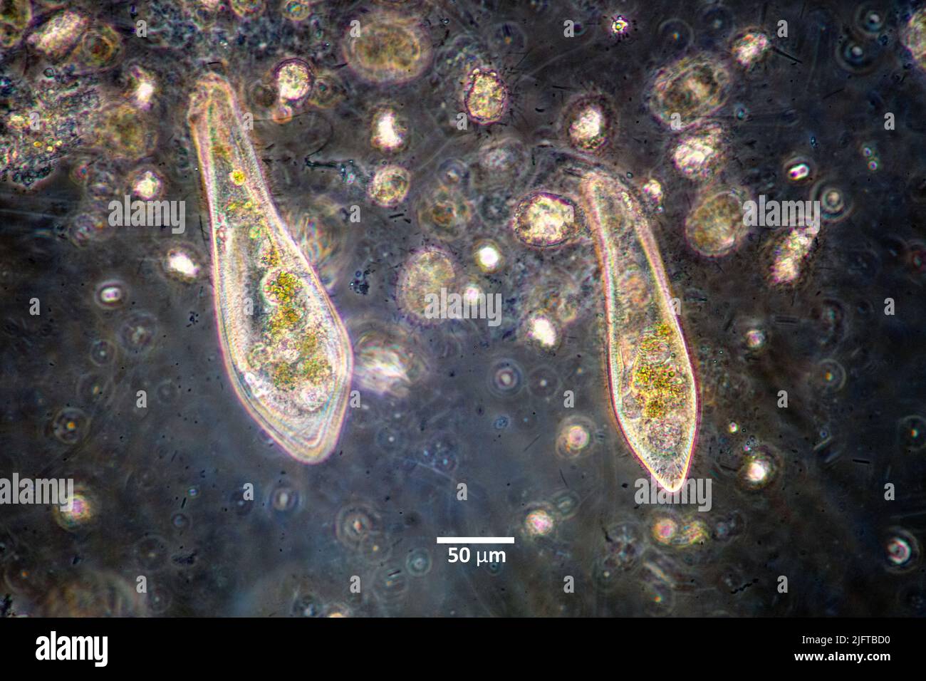 Ciliados del género Paramecium alimentándose de bacterias en un cultivo de agua dulce. Foto de stock