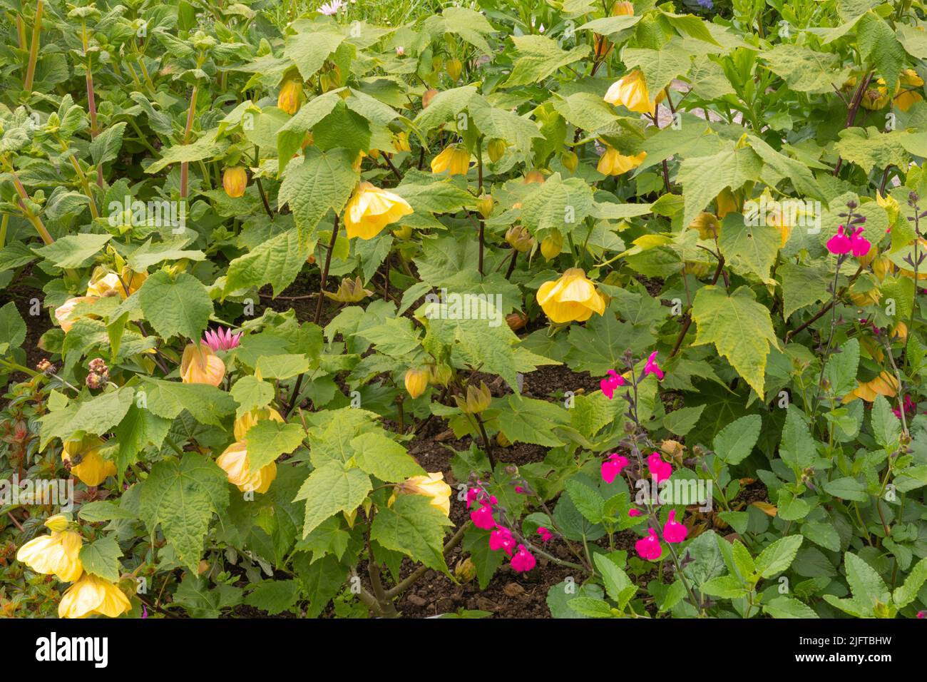 Abutilon limón reina, un arbusto semi-perenne bastante grande con hojas suaves como el arce y grandes flores en forma de limón Foto de stock