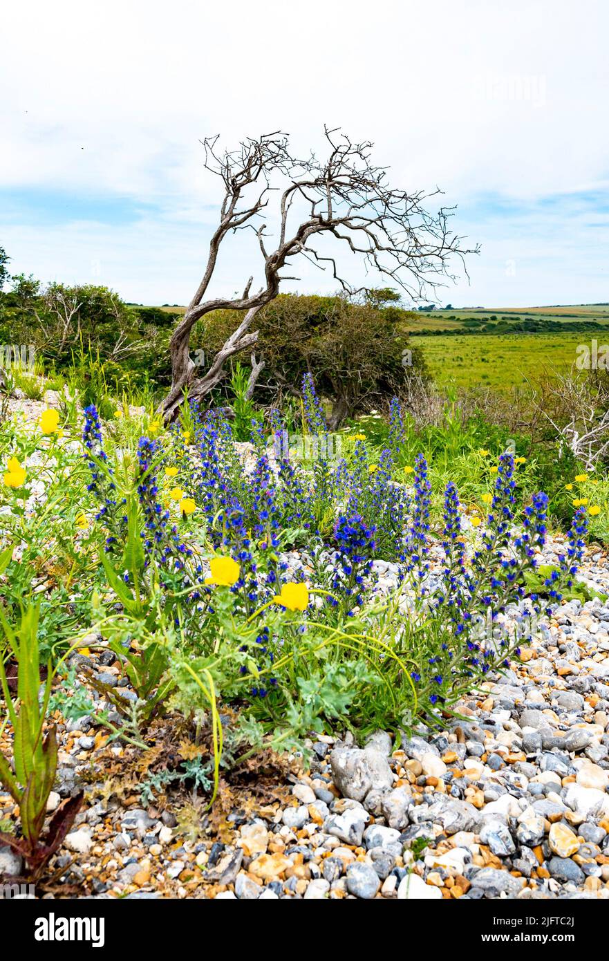 Cuckmere Haven & Seaford East Sussex Inglaterra Reino Unido - Las flores de amapola amarilla (Glaucium flavum) y un pequeño árbol muerto Foto de stock