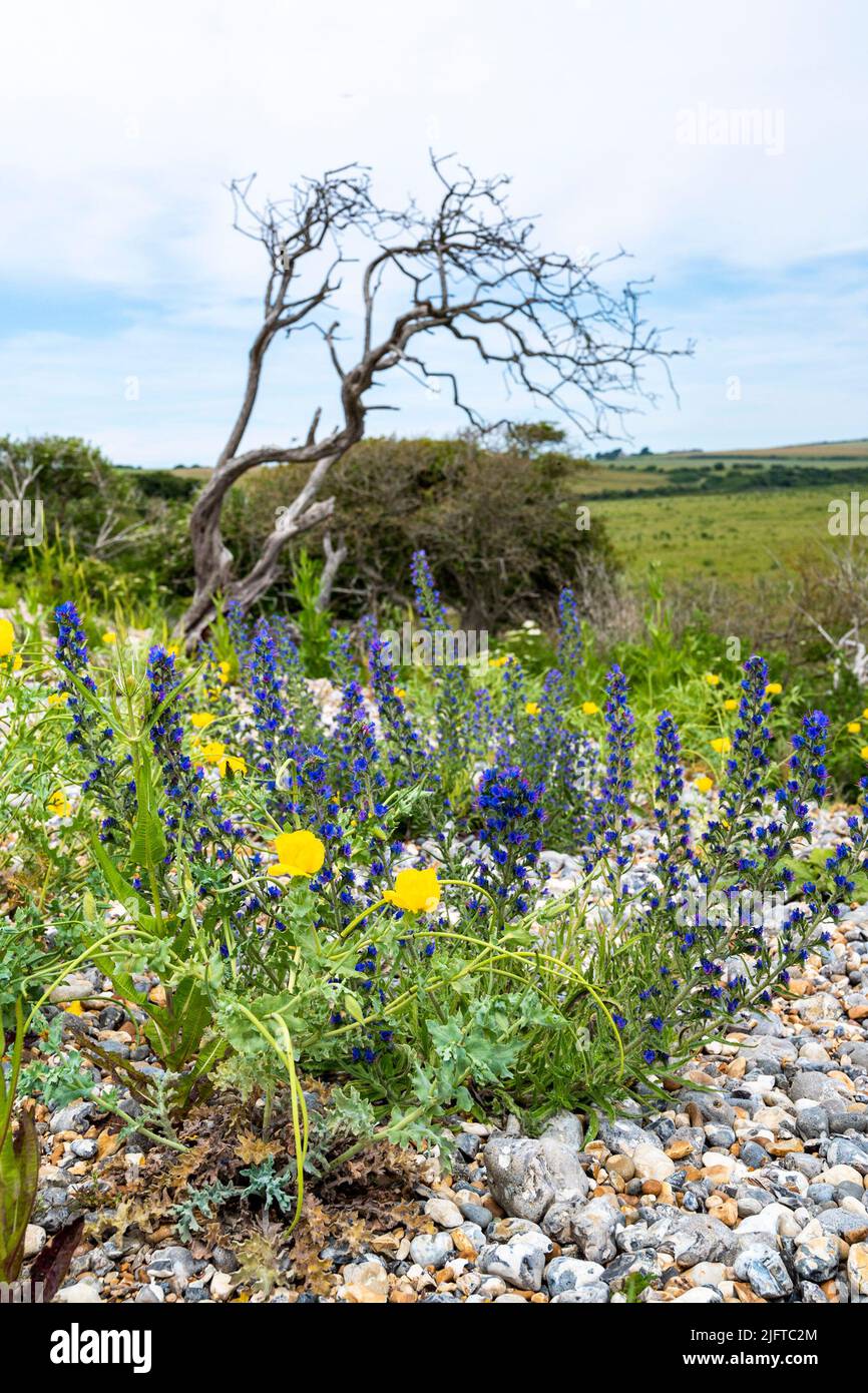 Cuckmere Haven & Seaford East Sussex Inglaterra Reino Unido - Las flores de amapola amarilla (Glaucium flavum) y un pequeño árbol muerto Foto de stock