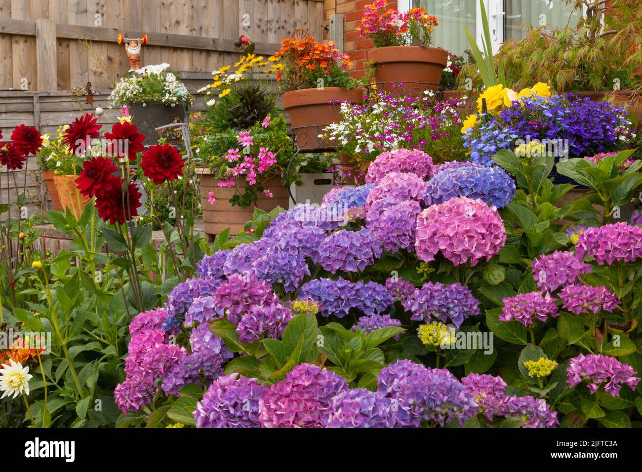 Flores de verano, hortensias, dahlia's, nemesia y lobelia que añaden un color brillante al jardín Foto de stock