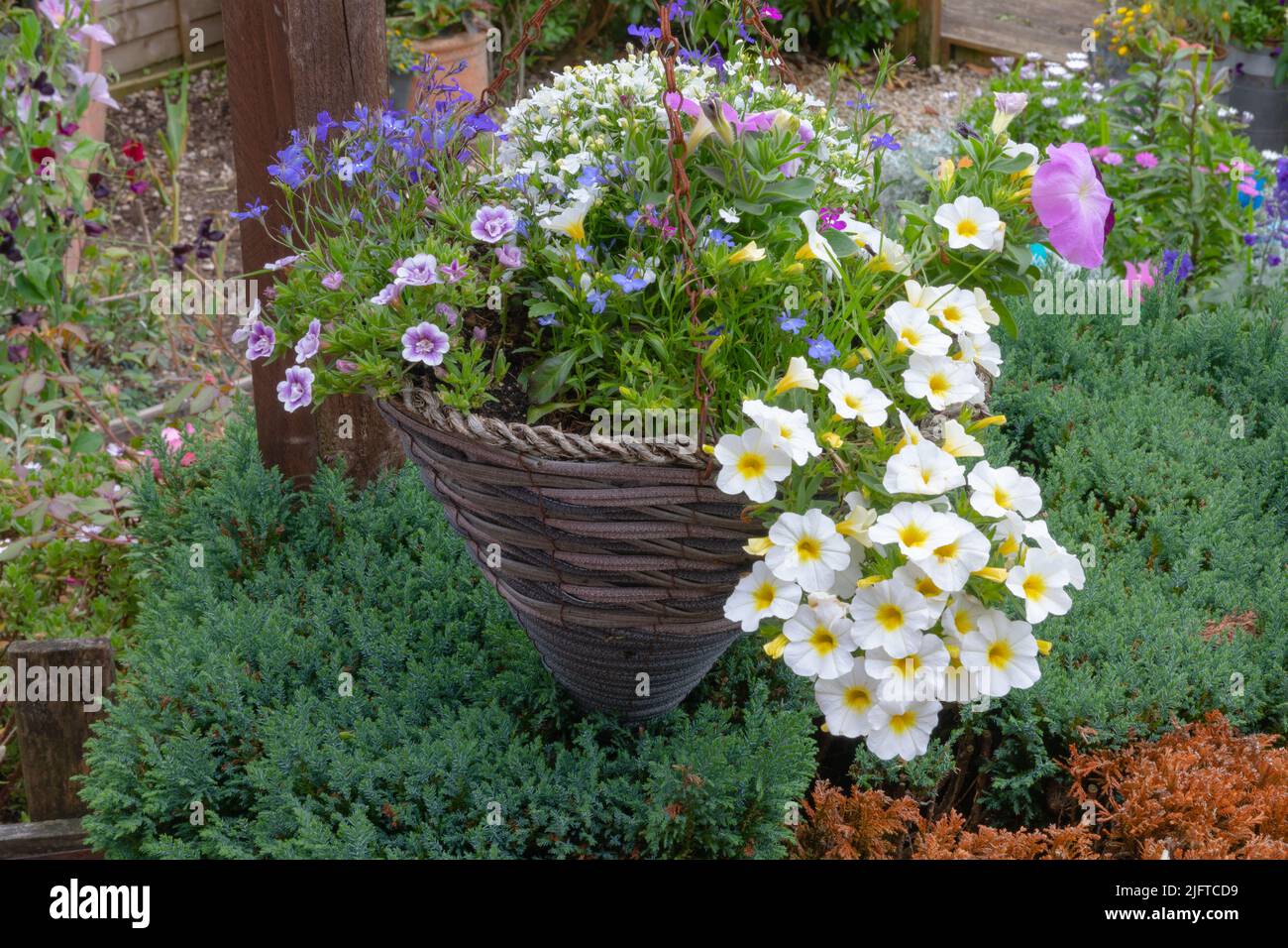 Una cesta colgante con lobelia, calibrachoa y petunia Foto de stock