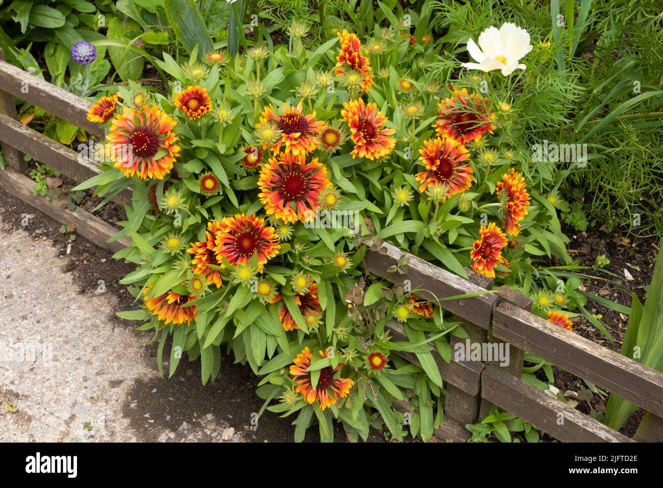 Múltiples flores de la gaillardia x grandiflora sunsett flash Foto de stock