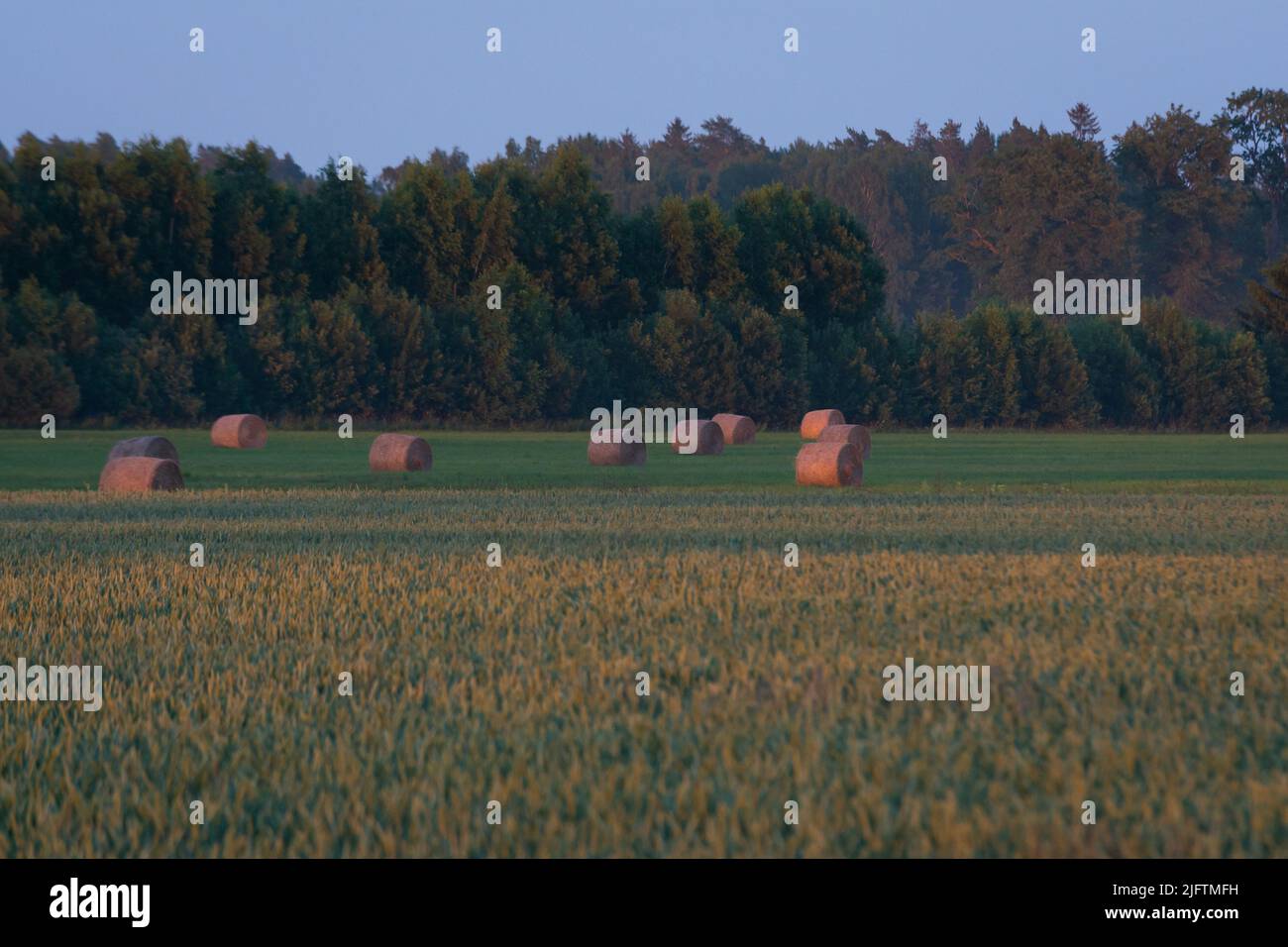 rollos de heno en verde prado de otoño. agroturicultura rural Foto de stock
