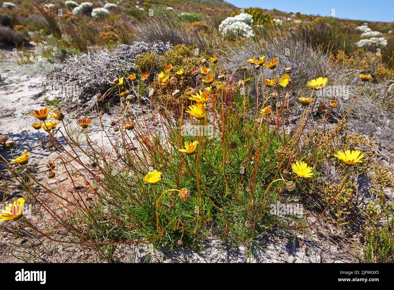 Primer plano de margaritas amarillas o fynbos que crecen en el Parque Nacional Table Mountain, Cabo de Buena Esperanza, Sudáfrica. Bush de flores frescas Foto de stock