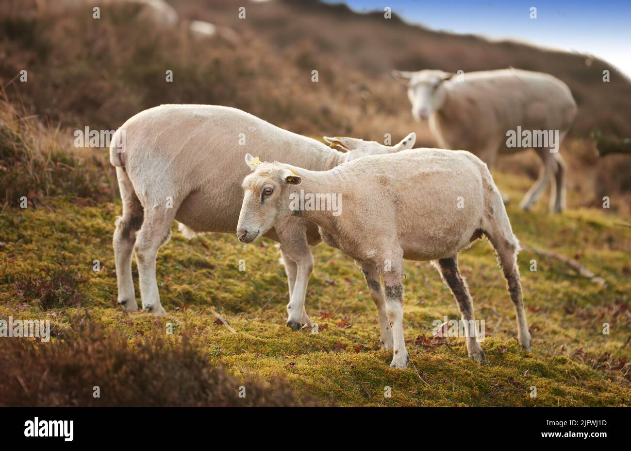 Un rebaño de ovejas en un prado en exuberantes tierras de labranza. Ovejas de lana afeitadas comiendo hierba en un campo. Ganado silvestre pastando en el Parque Nacional Rebild Foto de stock