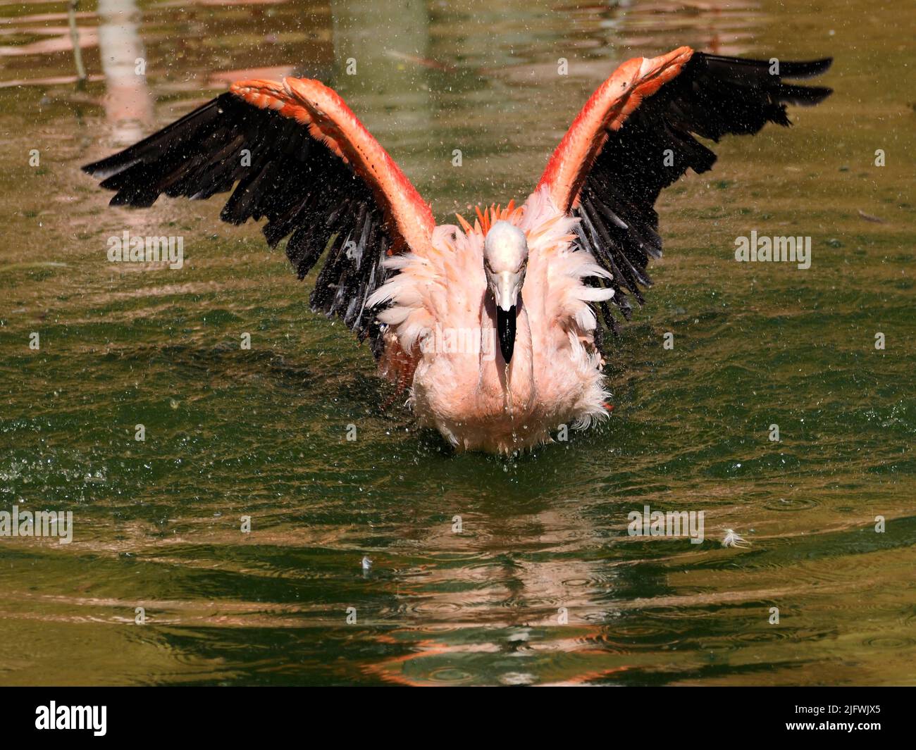 Flamenco (Phoenicopterus ruber) bañándose en agua con alas abiertas y vistas desde el frente Foto de stock