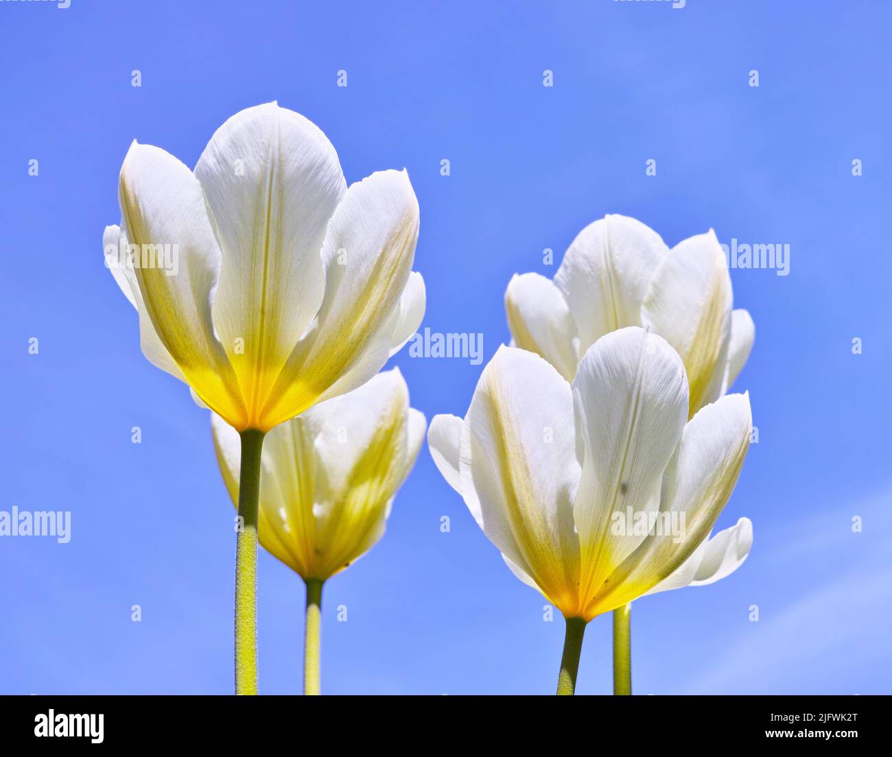 Tulipanes en flor en un cálido día de verano. El crecimiento estacional estimula el cambio y simboliza la oportunidad, la resistencia y el éxito. Flores de temporada Foto de stock