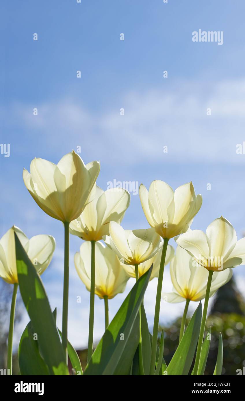 Tulipanes en flor en un cálido día de verano. El crecimiento estacional estimula el cambio y simboliza la oportunidad, la resistencia y el éxito. Flores de temporada Foto de stock