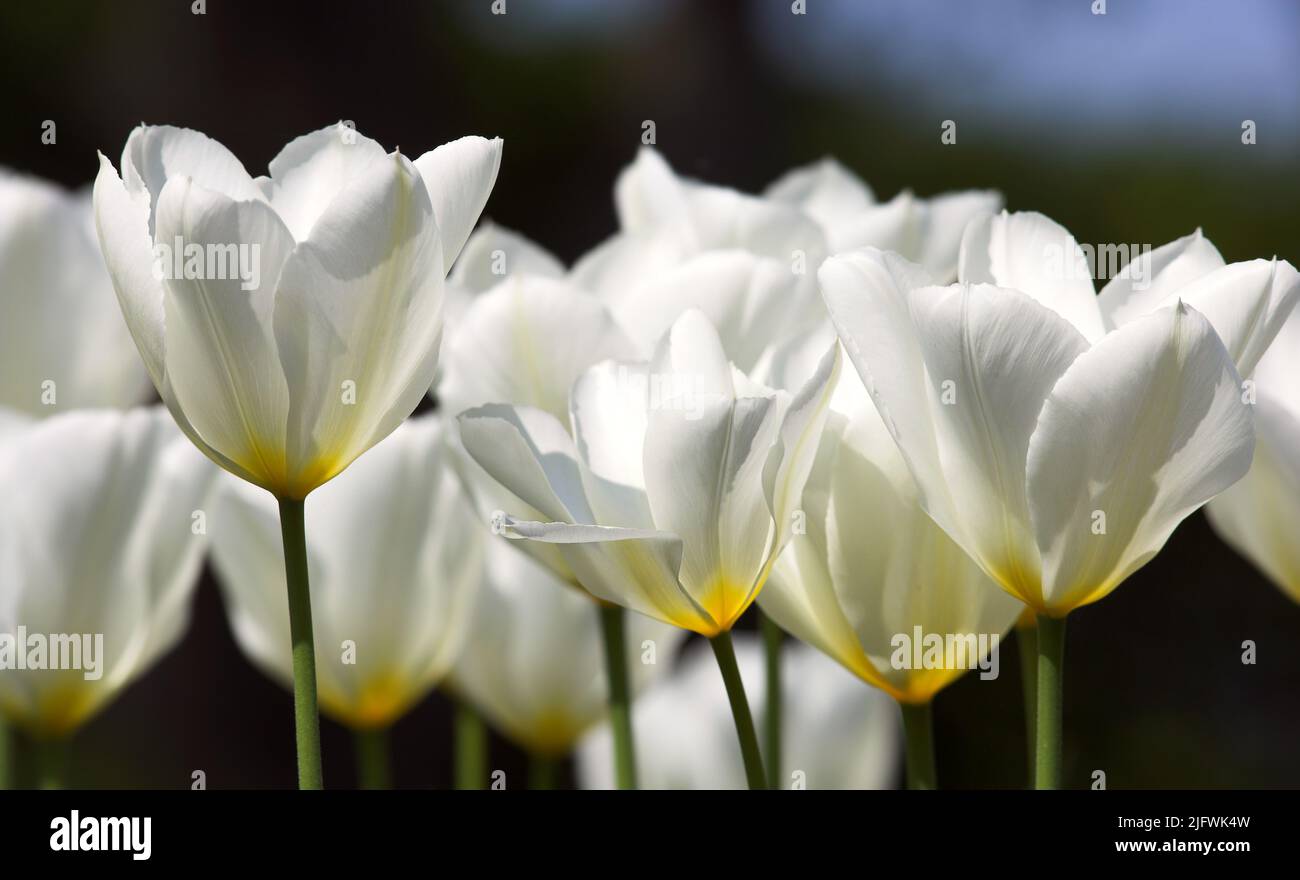 Tulipanes en flor en un cálido día de verano. El crecimiento estacional estimula el cambio y simboliza la oportunidad, la resistencia y el éxito. Flores de temporada Foto de stock