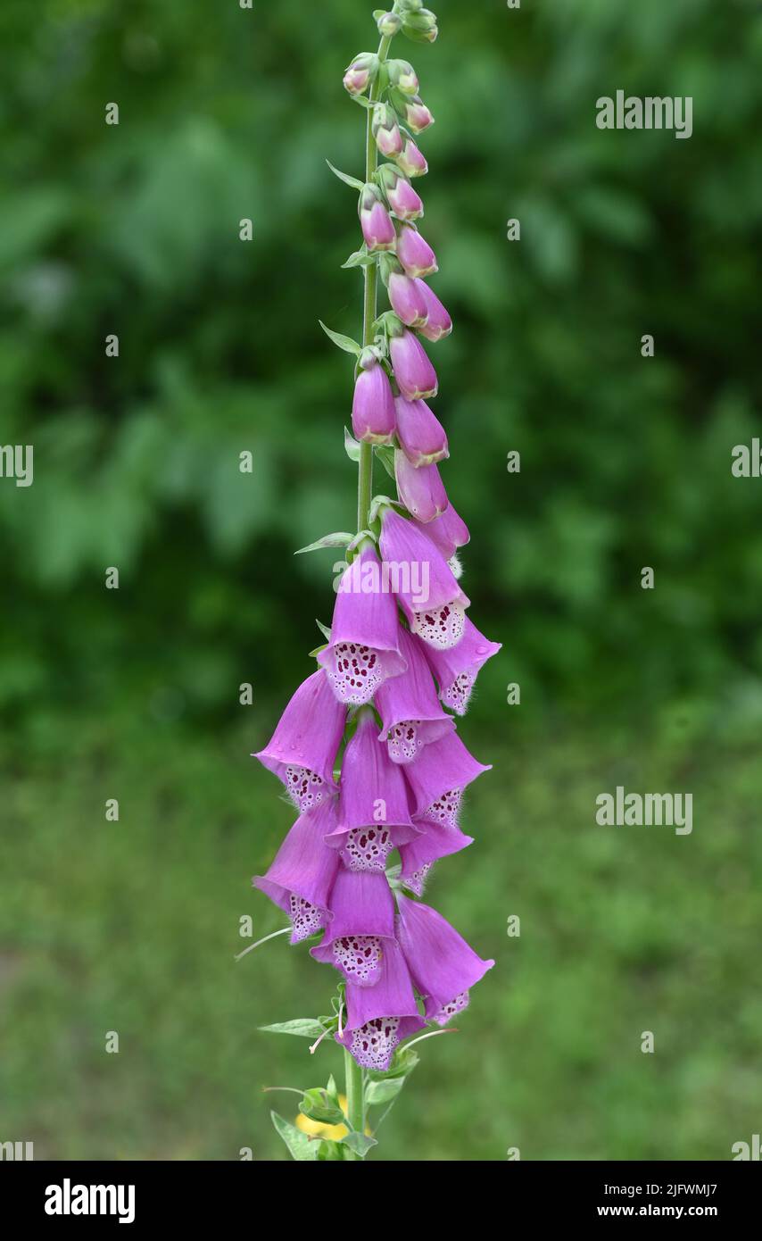 Fingerhut, Digitalis purpurea, ist eine wichtige Heilpflanze und eine Giftpflanze mit lila Blueten. SIE waechst vor allem im Wald und wird in der Medi Foto de stock
