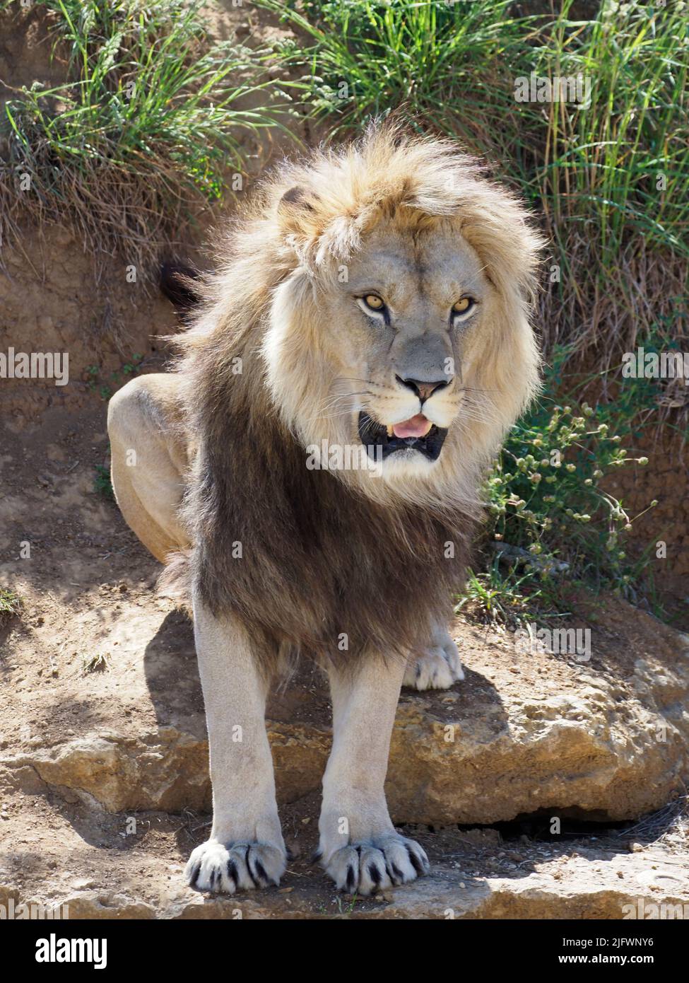 León visto de frente (Panthera leo) y sentado en las rocas Foto de stock