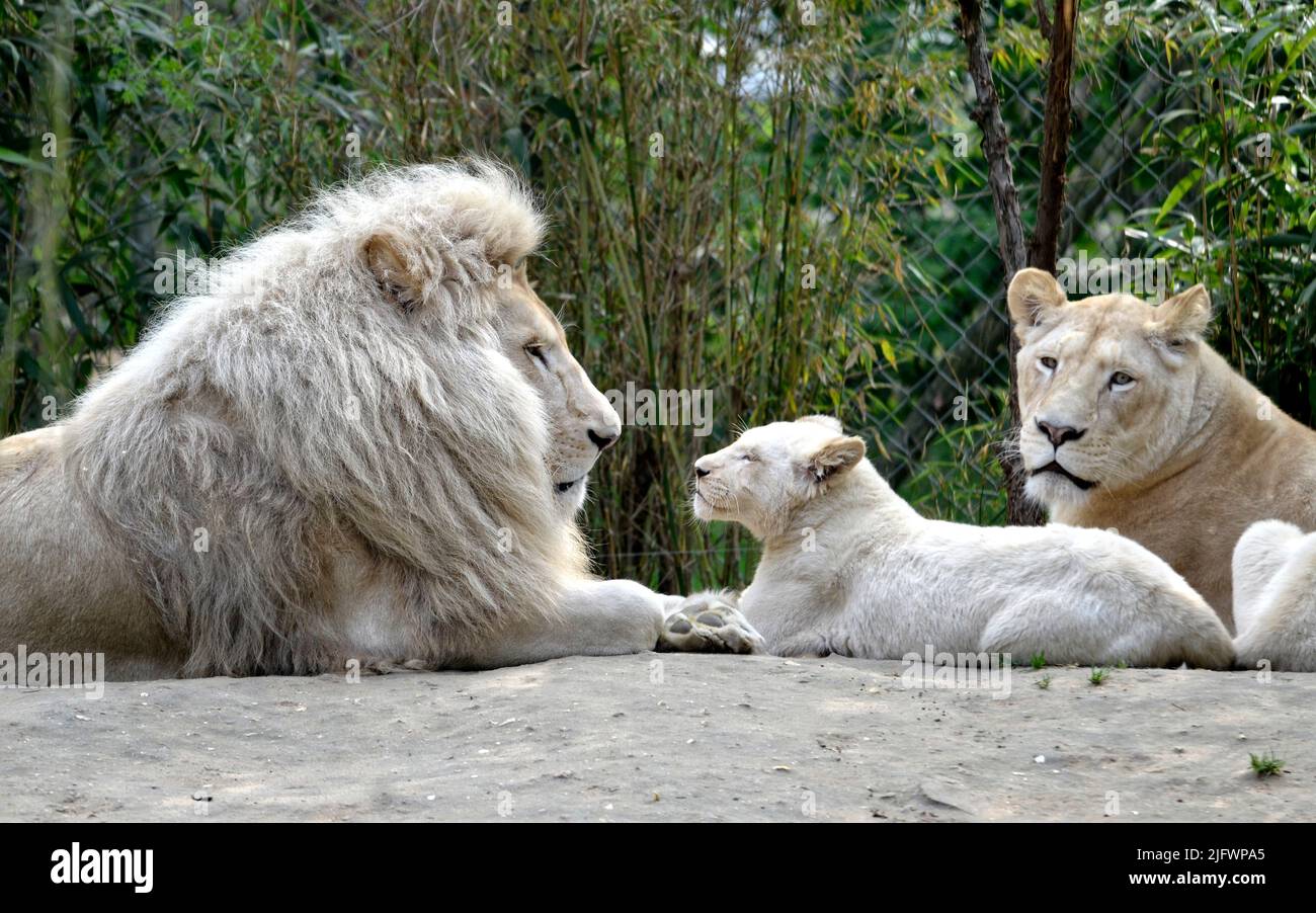 Top 73+ imagen familia de leones blancos