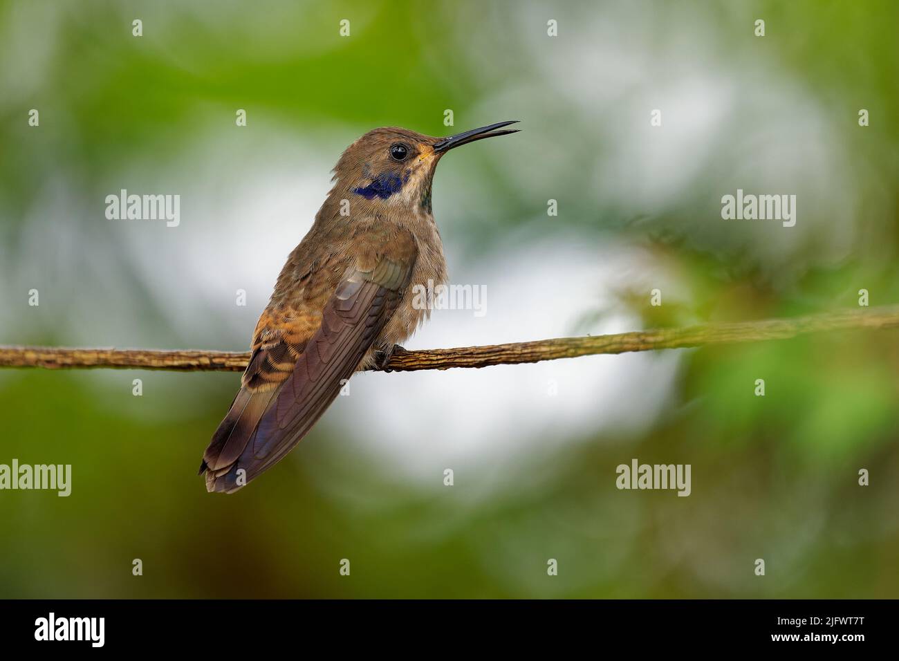 Moreno Violeta - Colibri delphinae El colibrí grande, las aves se cría en las elevaciones medias en las montañas en América Central, el Sou occidental y del norte Foto de stock