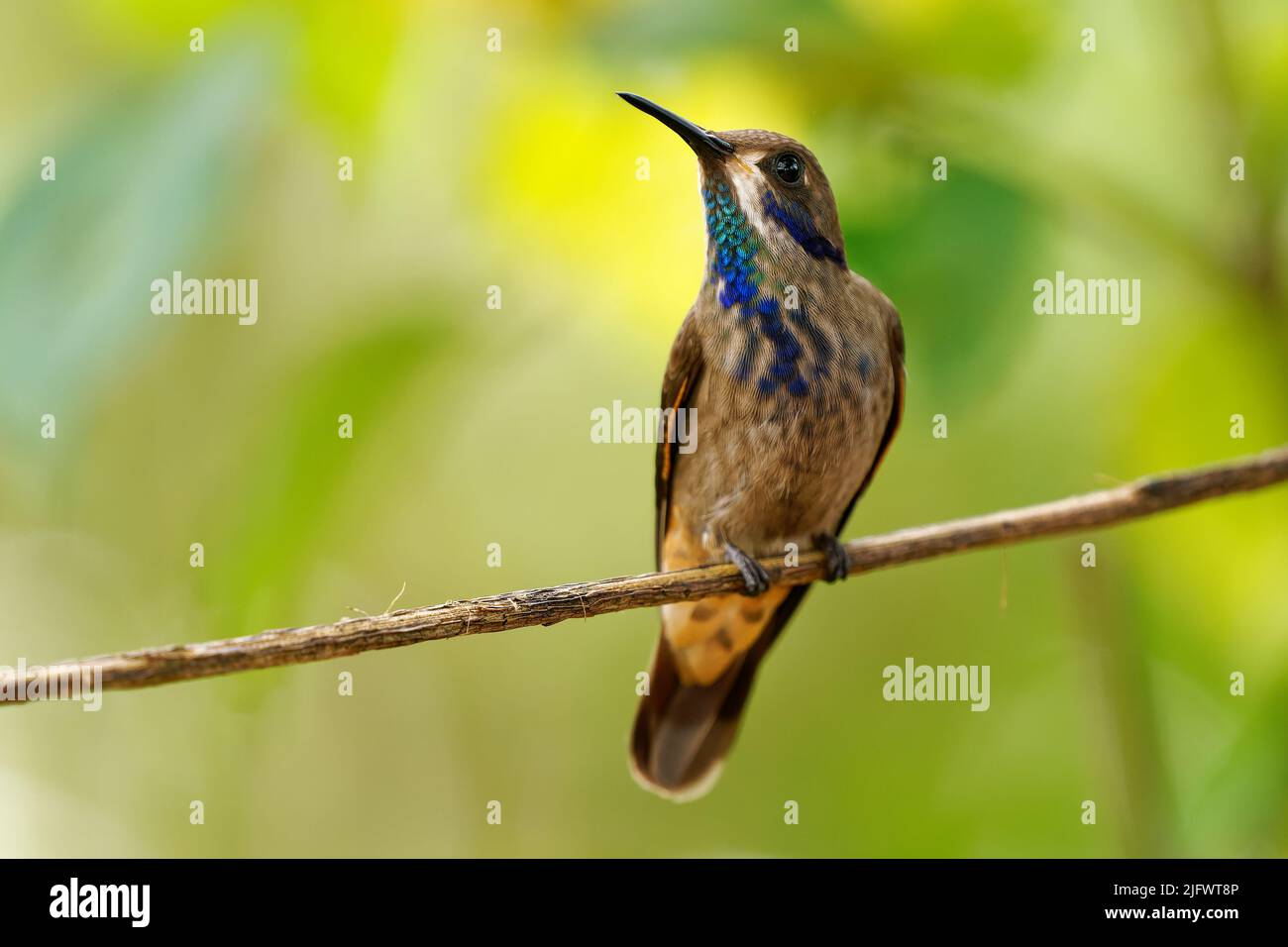 Moreno Violeta - Colibri delphinae El colibrí grande, las aves se cría en las elevaciones medias en las montañas en América Central, el Sou occidental y del norte Foto de stock