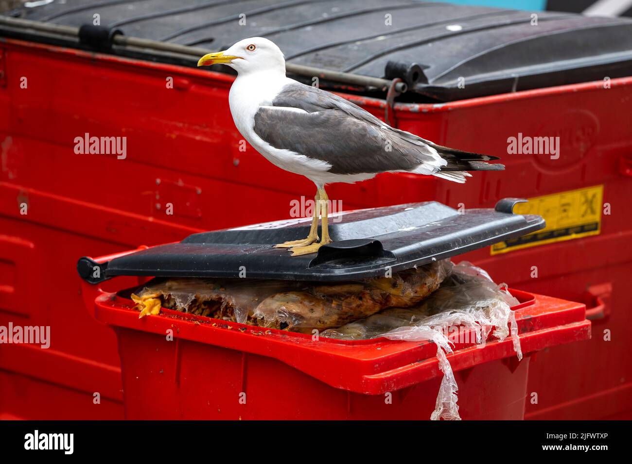Una gaviota se sentó en un contenedor rojo rebosante de comida de desecho. Foto de stock