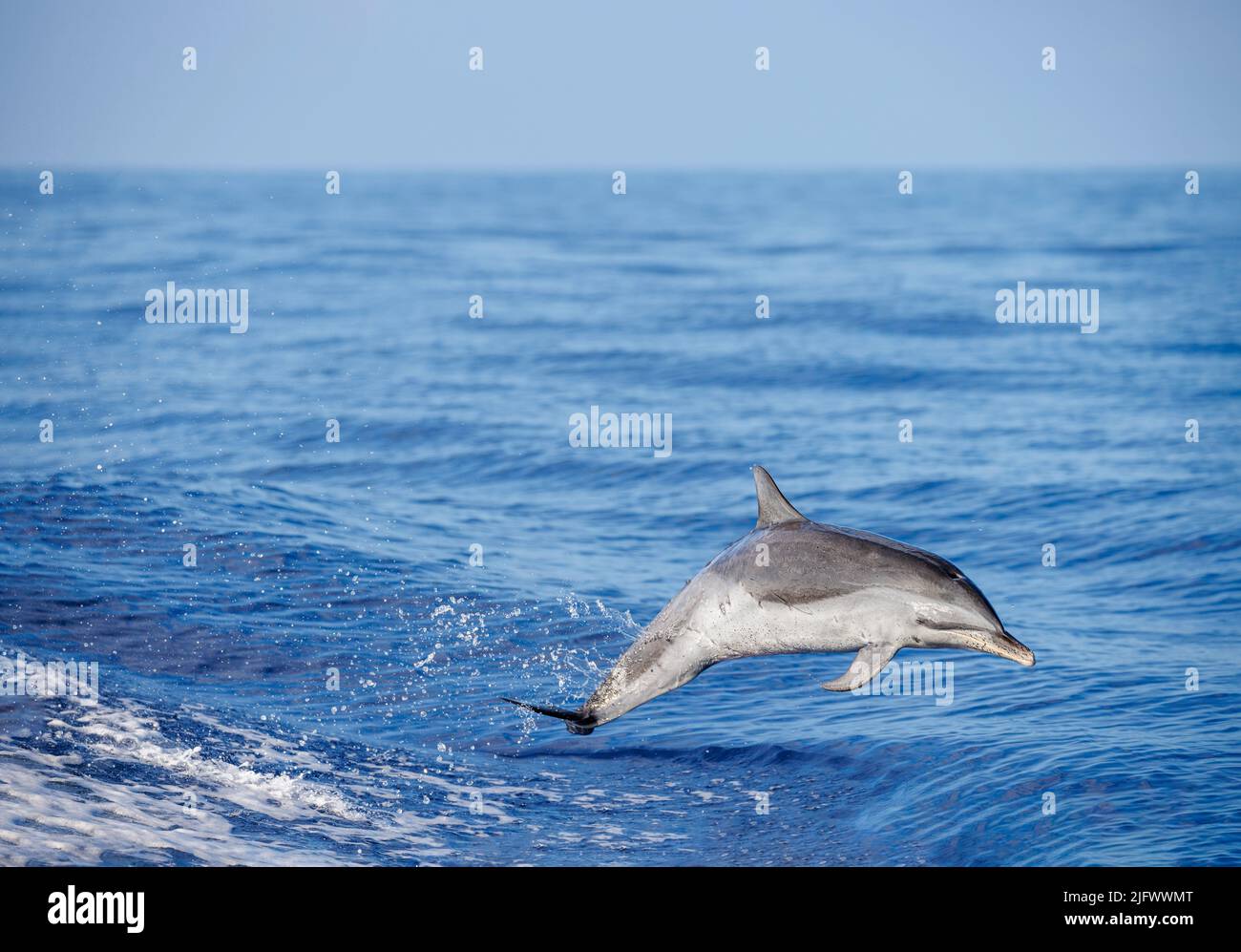 Delfines moteados pantropicales, Stenella attenuata, saltan fuera del mar abierto frente a la Isla Grande, Hawai, Océano Pacífico, Estados Unidos. Foto de stock