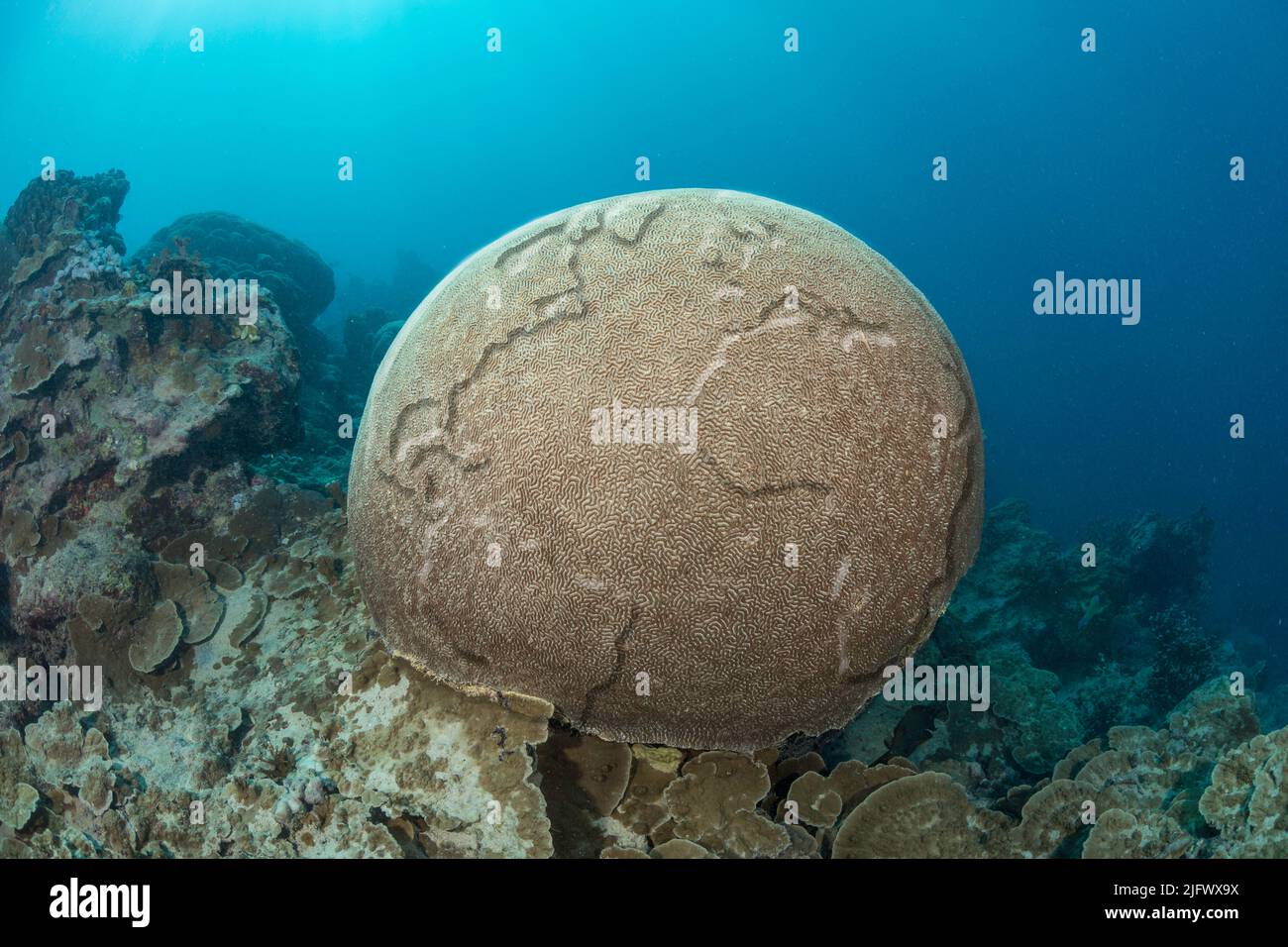 Esta es una imagen conceptual digital compuesta del globo en relieve sobre una cabeza submarina de coral cerebral tropical. Concepto de protección del medio ambiente. Foto de stock