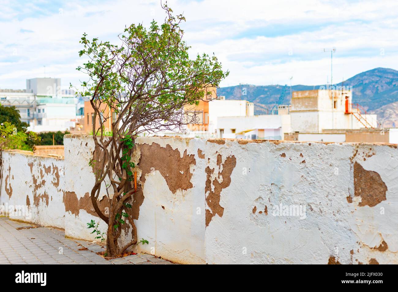 Árbol de esgrima en mal estado, arquitectura de Cartagena y vista a la montaña en el fondo, España Foto de stock