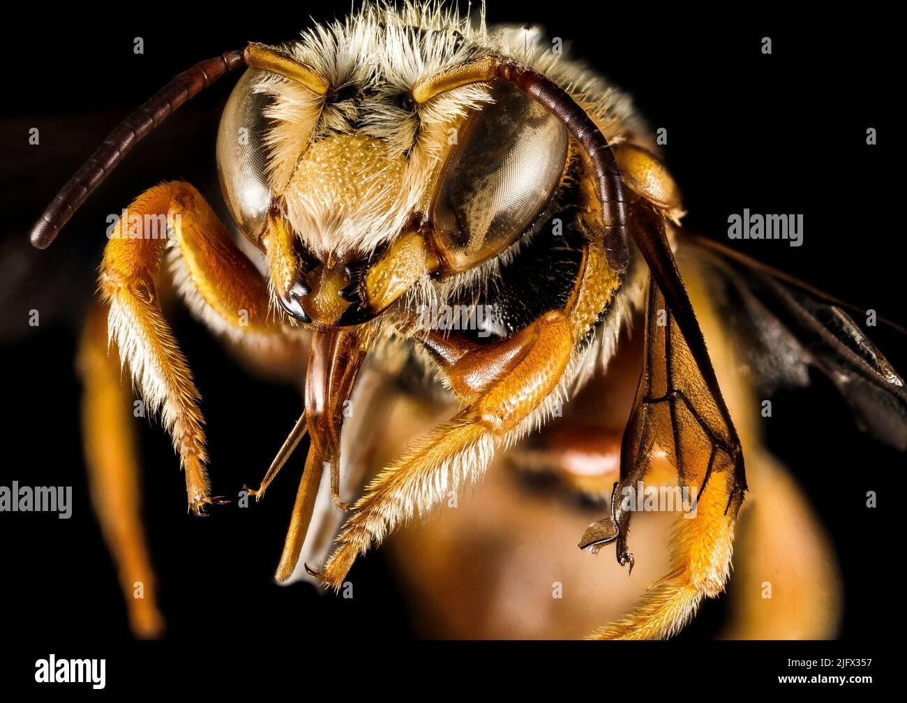 La abeja griega. Una especie común de finales de verano de las islas griegas Icteranthidium grohmanni. A menudo se encuentra en las flores de bramble, asters y otras flores de verano. Crédito: B.Alexander, USGS Foto de stock