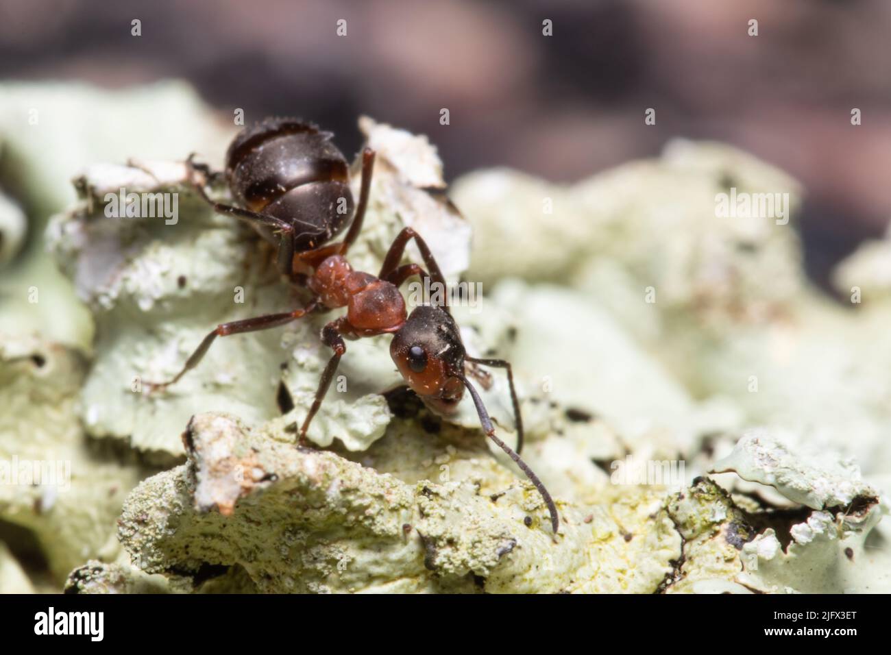 Formica rufa, también conocida como la hormiga de madera roja, hormiga de madera del sur, o hormiga de caballo. Foto de stock