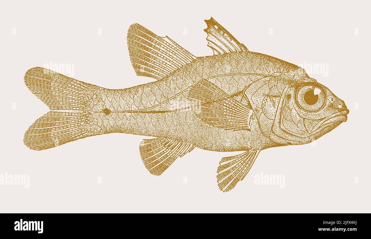 Amboina cardinalfish fibramia amboinensis, pescados mouthbrooder en vista lateral Ilustración del Vector