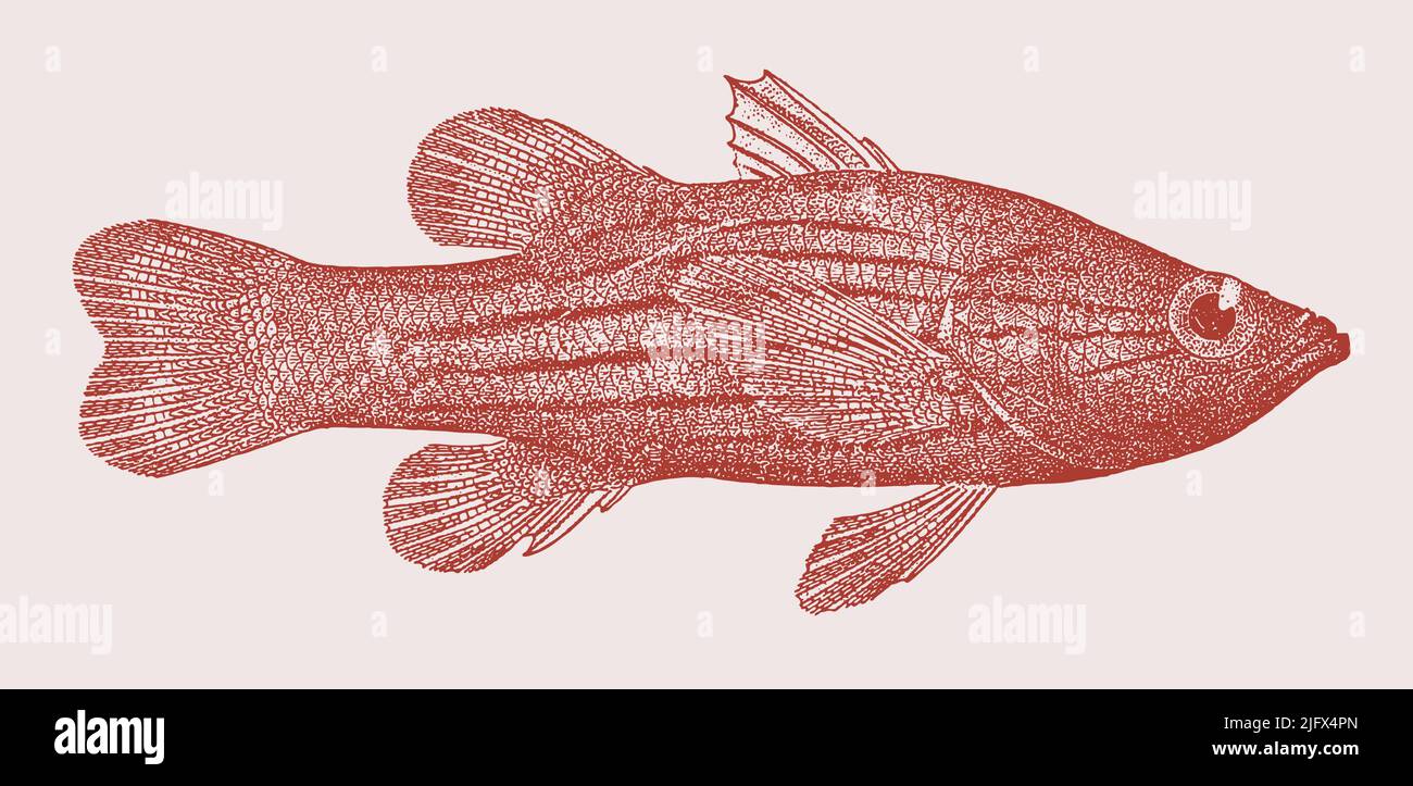 Meteor perch liopropoma susumi, peces marinos tropicales en vista lateral Ilustración del Vector