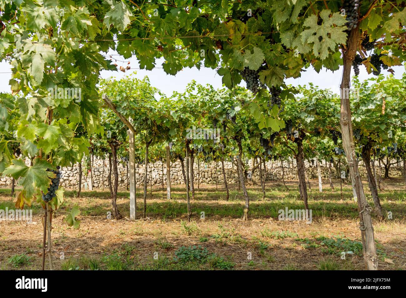 Espectacular paisaje de árboles verdes con uvas maduras creciendo en viñedos situados en el campo durante el día Foto de stock