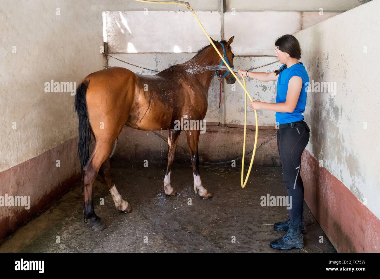 Mujer joven de cuerpo entero con pelo oscuro usando la manguera para verter agua limpia en el caballo de laurel dentro de la caja con paredes de hormigón Foto de stock