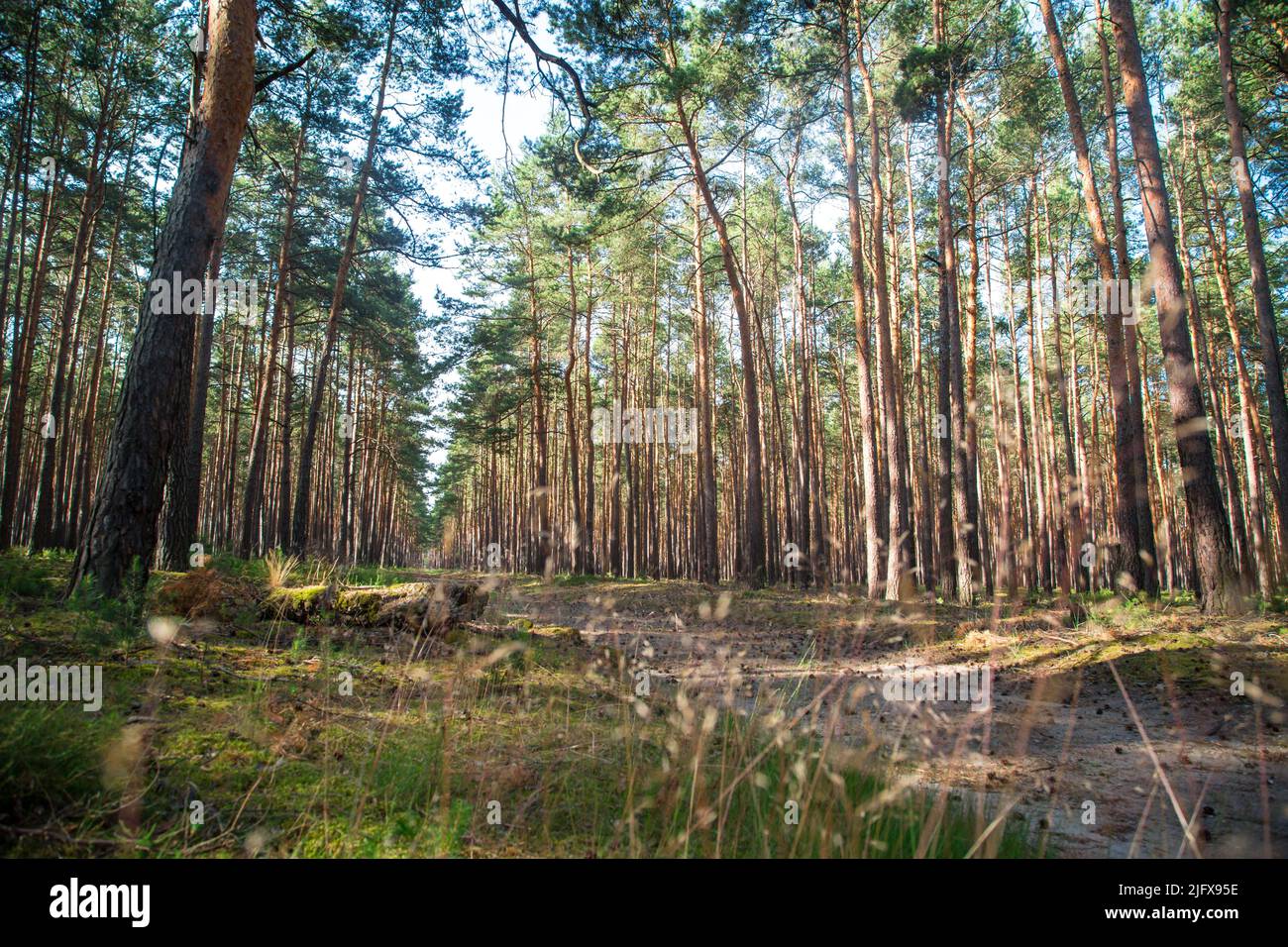 Bosque de pinos en Lusatia, Alemania Foto de stock