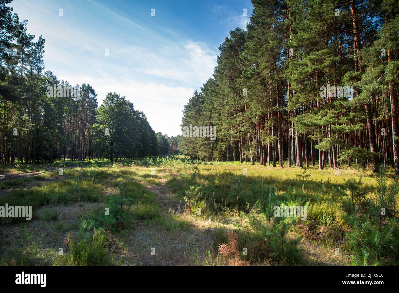 Bosque de pinos en Lusatia, Alemania Foto de stock