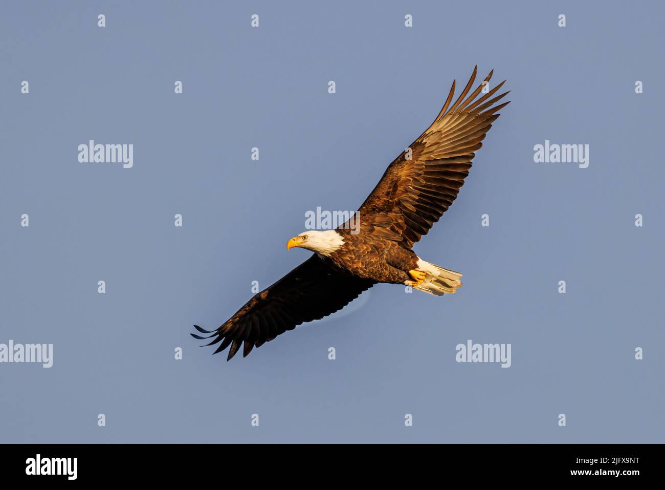 00807-04203 Águila Calva (Haliaeetus leucocephalus) en vuelo Clinton Co. Il Foto de stock