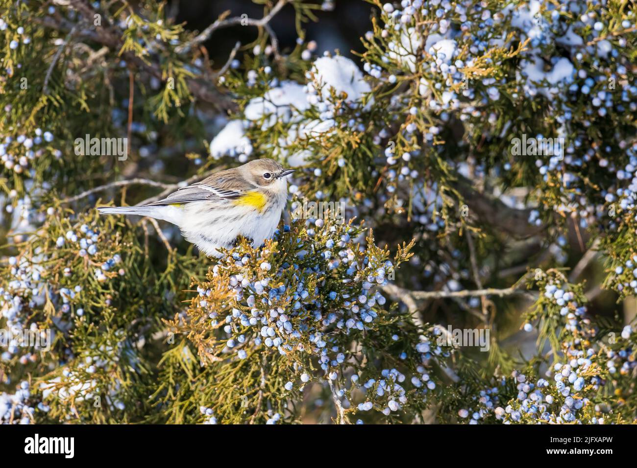 01471-00914 Arbero de rumpió amarillo (Setophaga coronata) En invierno comiendo bayas de cedro rojo (Juniperus virginiana) árbol Marion Co. Il Foto de stock