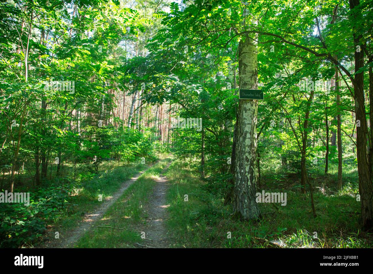 Señal en un bosque mixto, Lusatia, Alemania Foto de stock