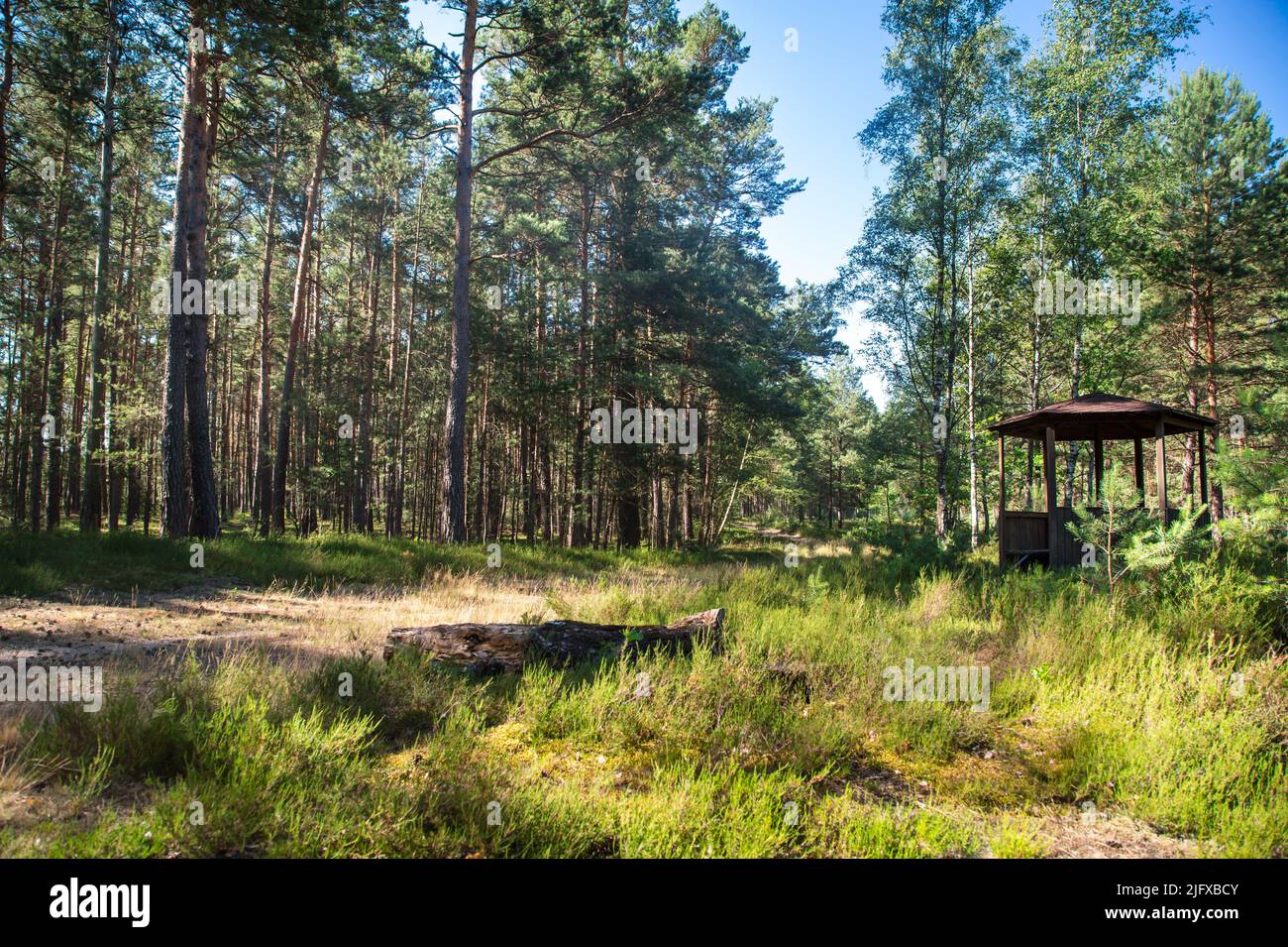 Cabaña en un bosque de pinos, Lusatia, Alemania Foto de stock