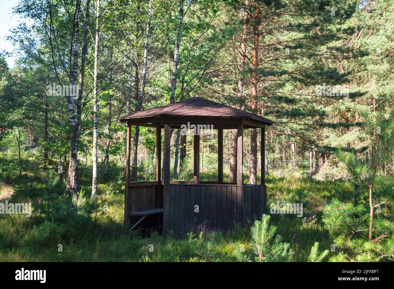Cabaña en un bosque de pinos, Lusatia, Alemania Foto de stock