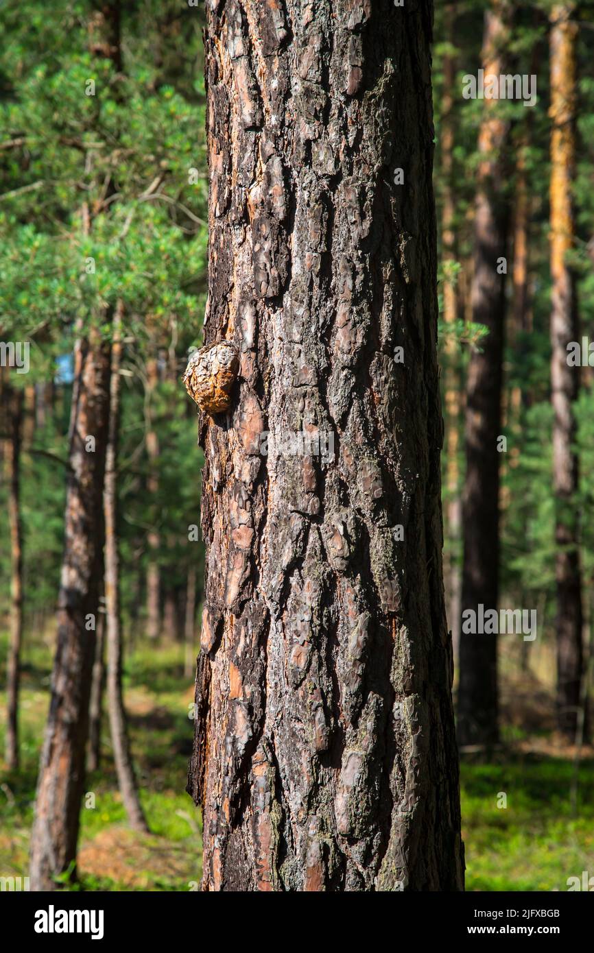 Tallo de pino, Lusatia, Alemania Foto de stock
