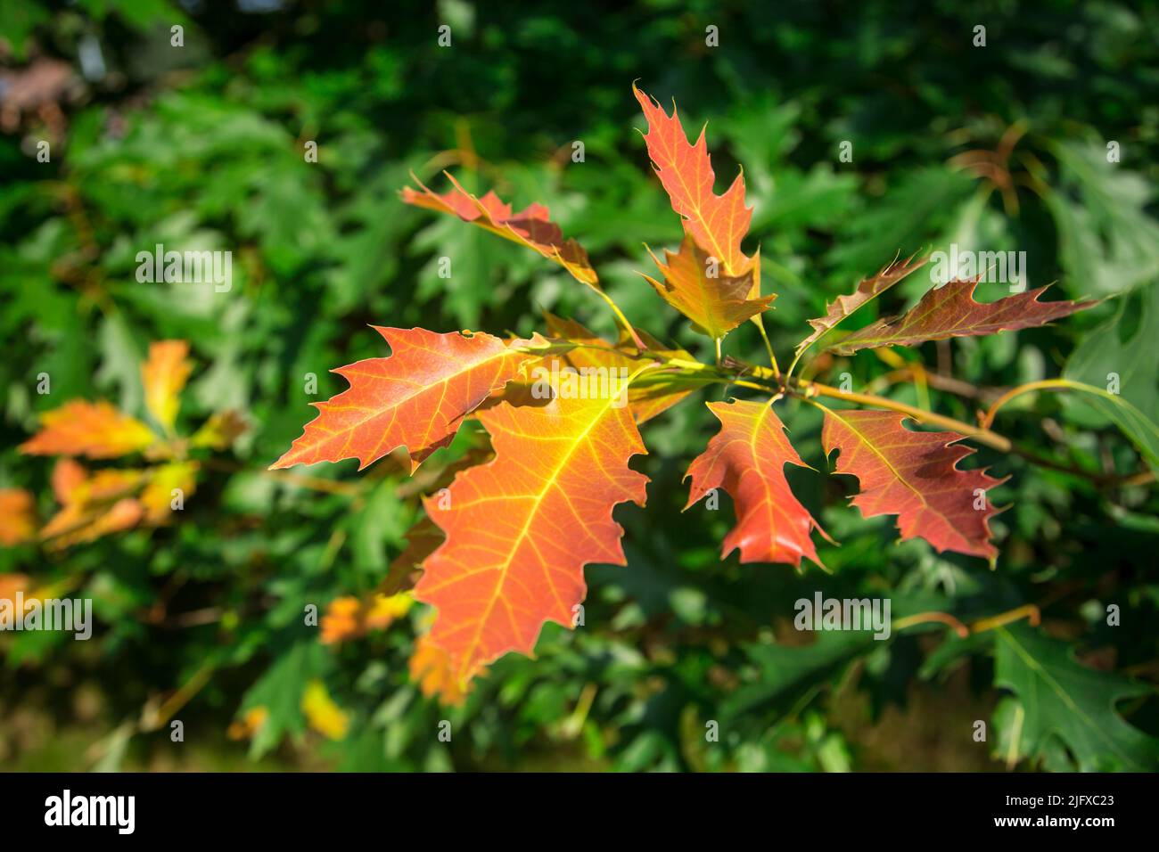 Roble Rojo Americano (Quercus rubra) Foto de stock