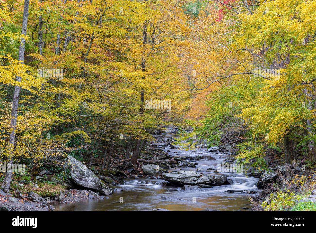 66745-05501 El río Little en otoño Parque Nacional Great Smoky Mountains TN Foto de stock