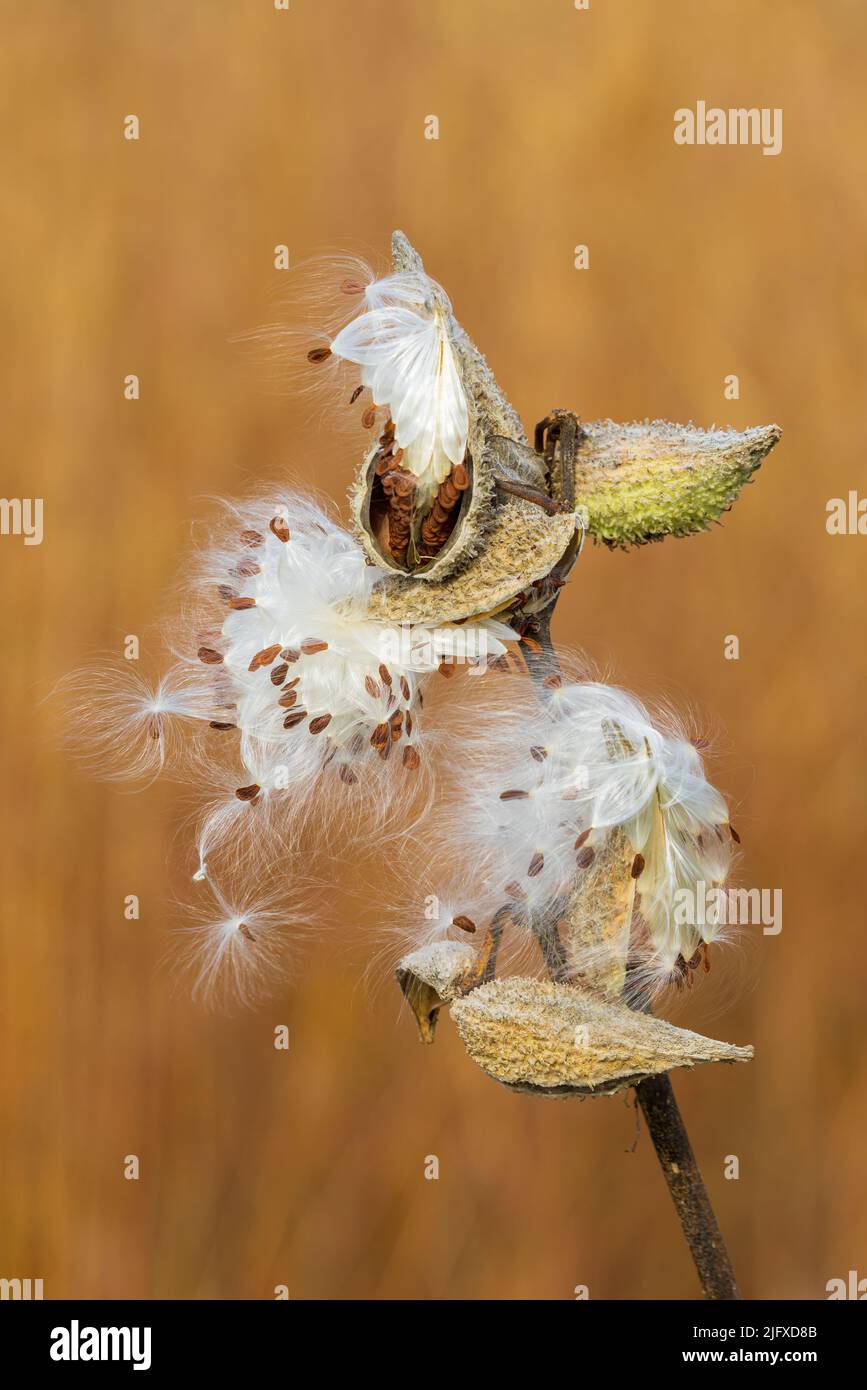 63863-03320 Se abren vainas de semillas comunes de Milkweed (Asclepias syriaca) en Fall Marion Co. Il Foto de stock