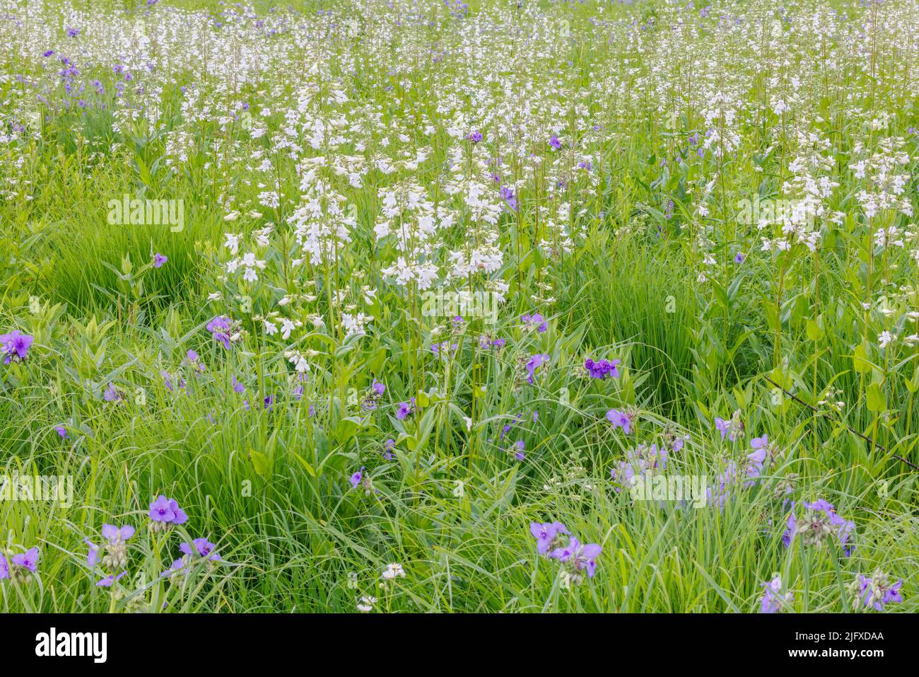 63899-05705 Campo de Penstemon y Virginia Spiderwort (Tradescantia virginiana) en la pradera Sam Parr State Park Jasper Co. Il Foto de stock