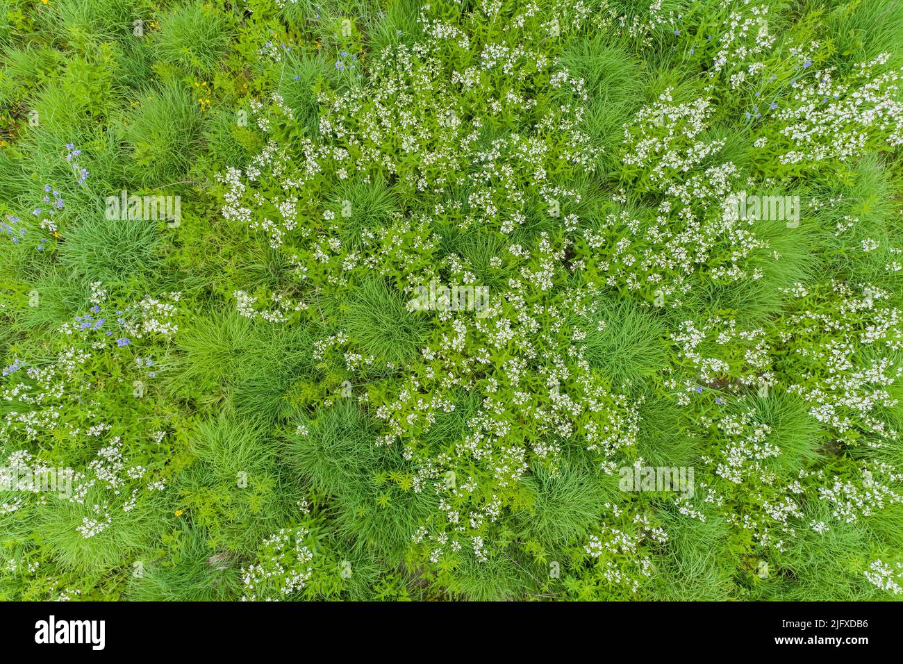 63899-05810 Aerial de campo de Penstemon y Virginia Spiderwort (Tradecantia virginiana) en la pradera Sam Parr State Park Jasper Co. Il Foto de stock