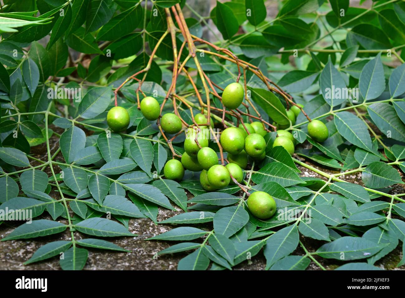 Hojas y frutos de neem. Semillas de neem con hoja. Árbol de neem