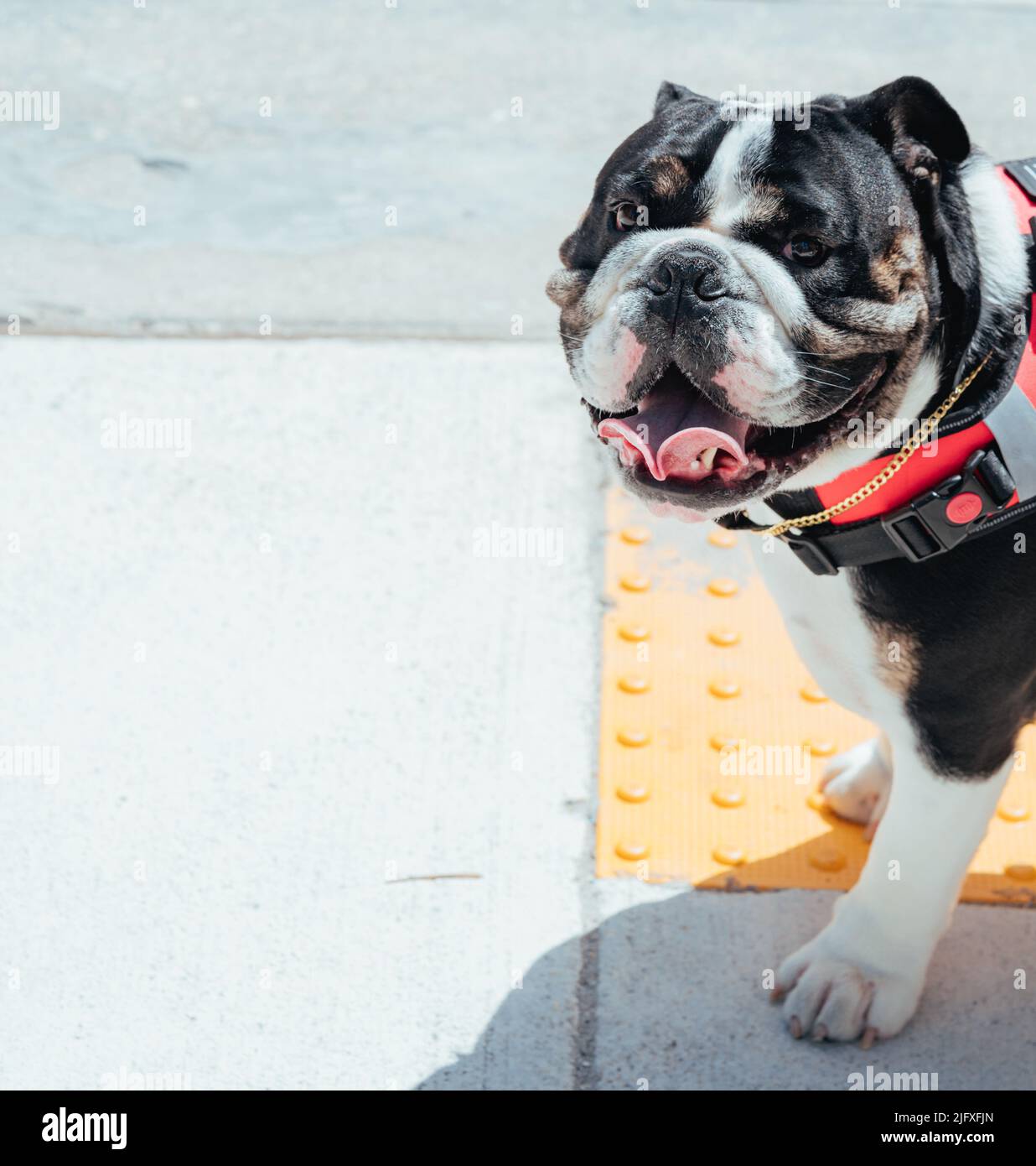 inglés bulldog cachorro cara sonrisa lindo Foto de stock