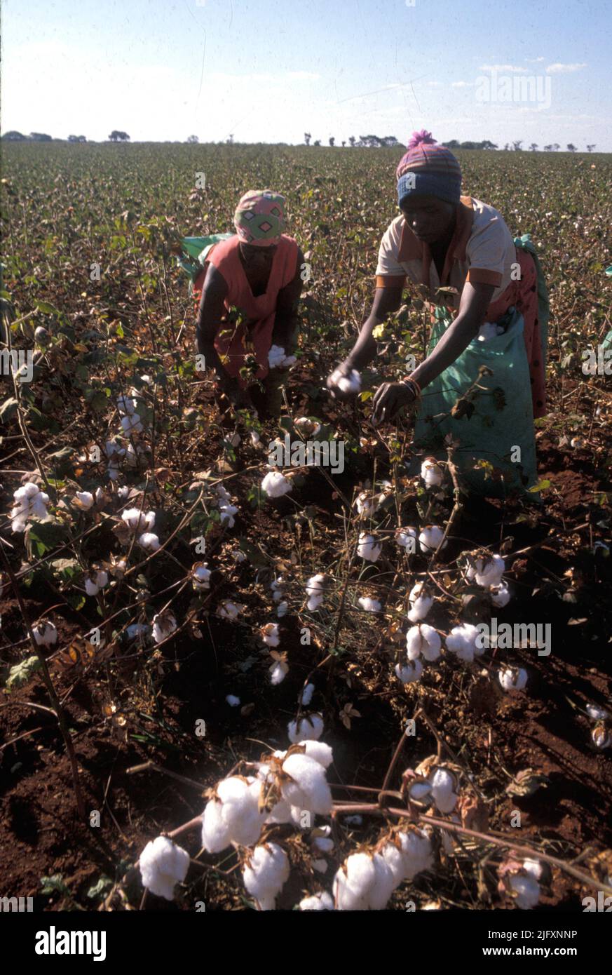 Dos mujeres recolectando algodón en Sierra Leona, 1978 Foto de stock