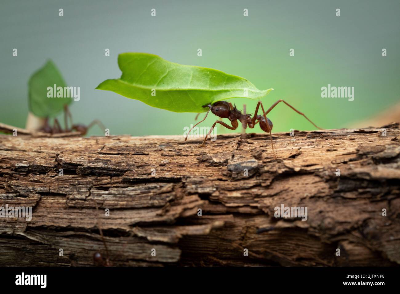 Primer plano de una hormiga cortadora de hojas mexicana que lleva una hoja de vuelta al nido. Foto de stock