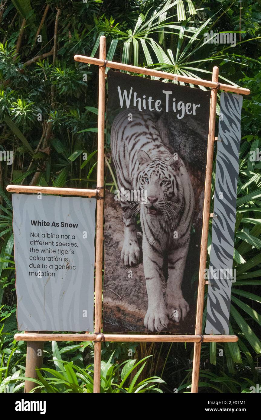 Banner que anuncia el tigre blanco malayo en la Reserva de Vida Silvestre de Mandai, Zoo de Singapur Foto de stock